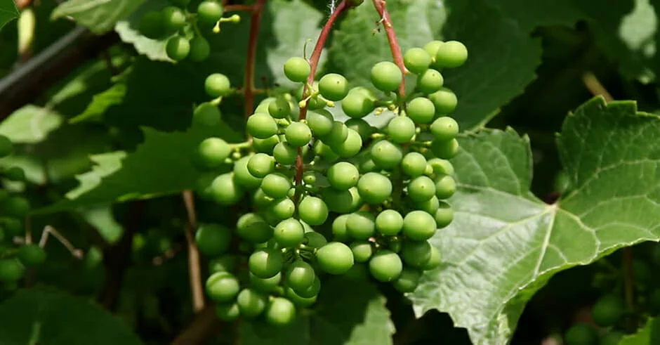 خواص غوره و آبغوره