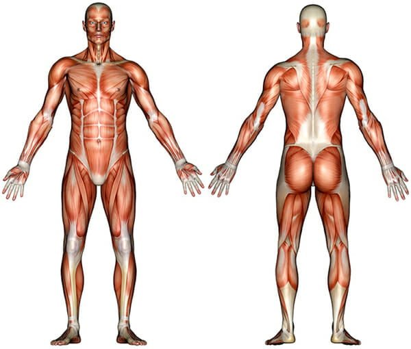 عضلات بدن