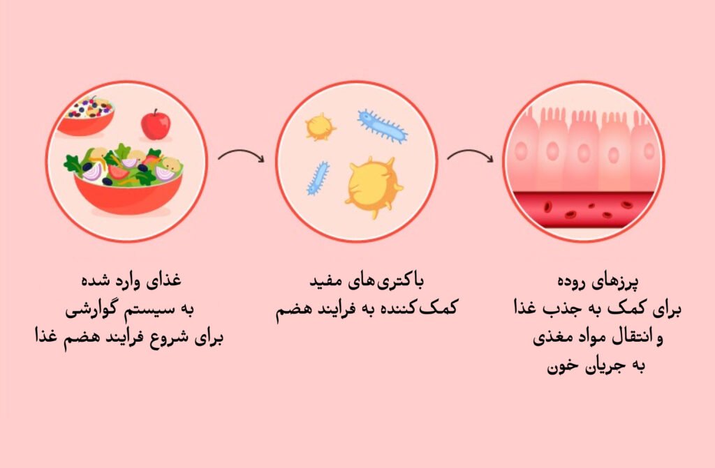 نقش پرزهای روده در فرایند هضم غذا و جذب مواد مغذی