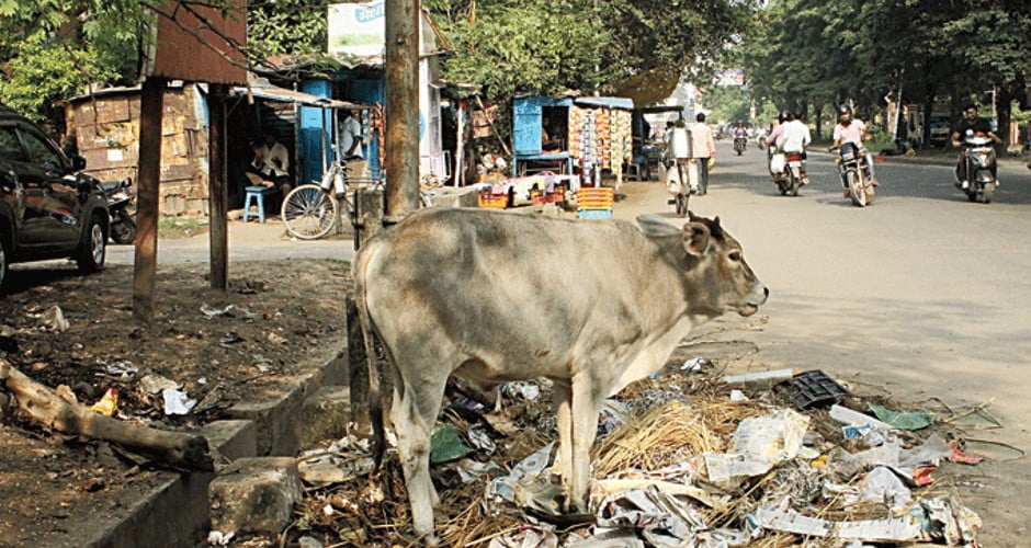 تقدس گاو در هند