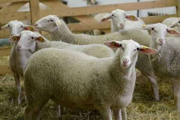 گوسفند نژاد لاکان و تولید بلوچیز 