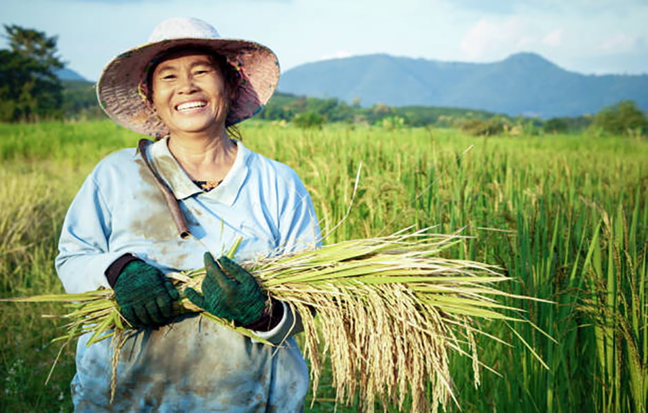 تاریخچه برنج در آسیا