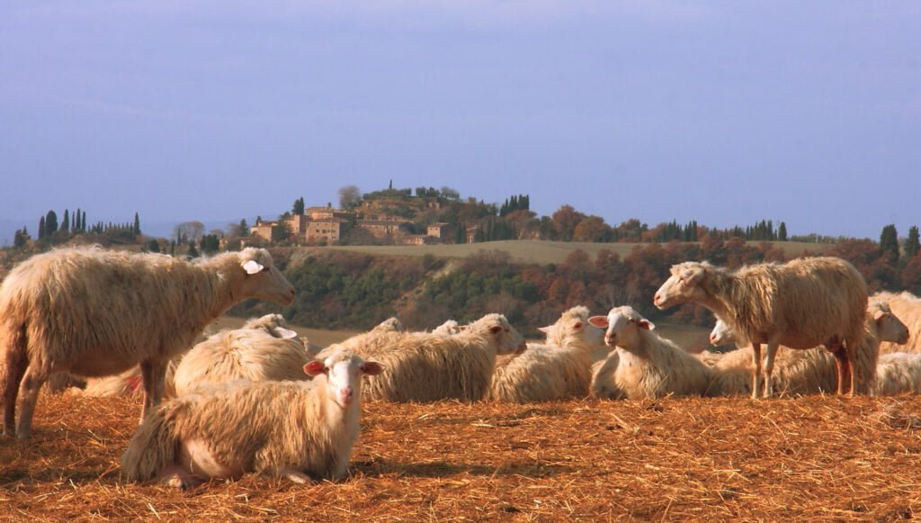 گوسفندان ایتالیایی 