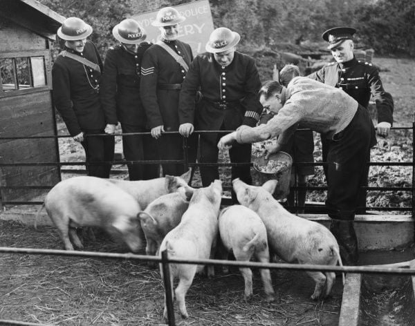پرورش حیوانات توسط ارتش بریتانیا 