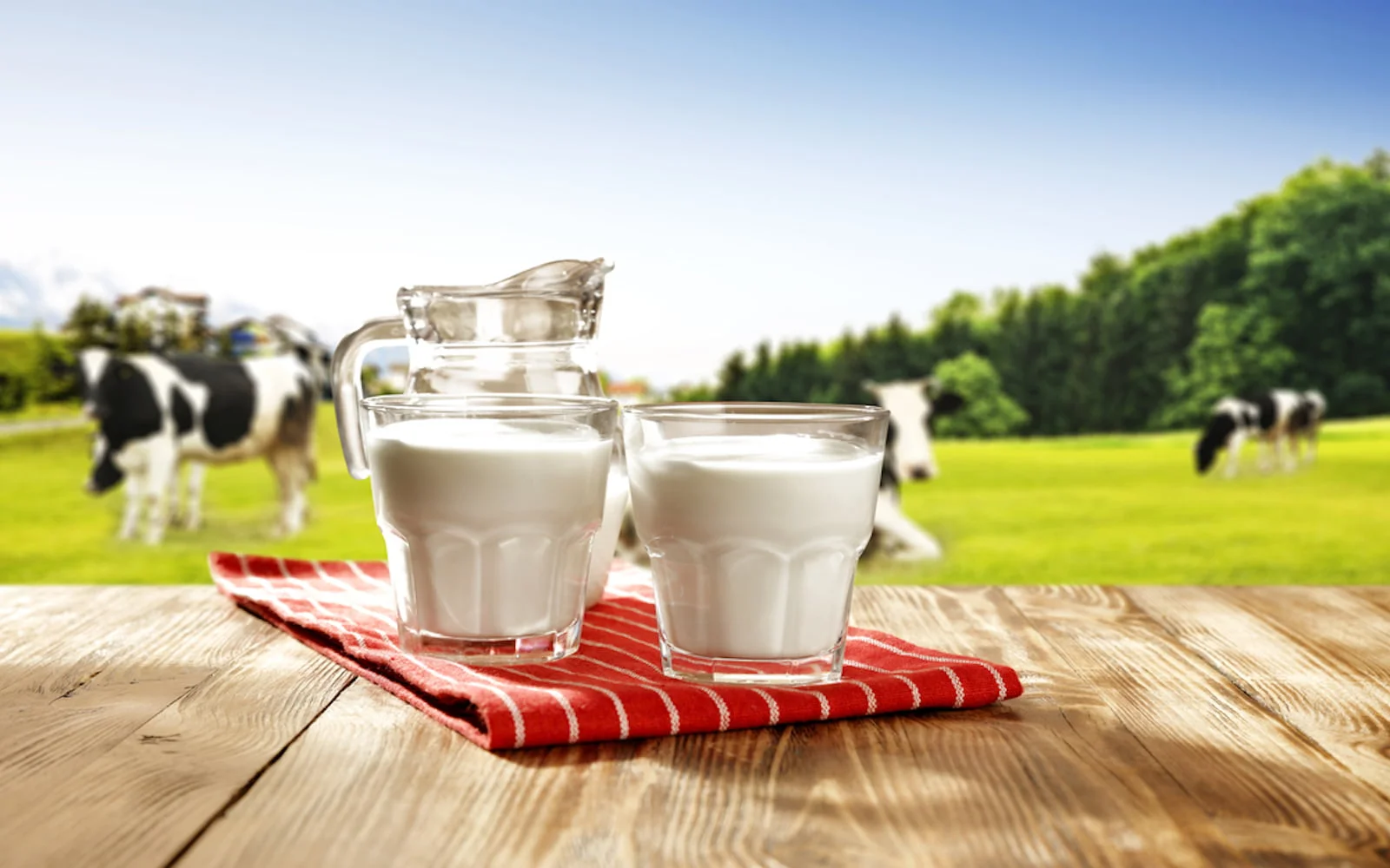 همه چیز در مورد تولید شیر تا فرآوری شیر