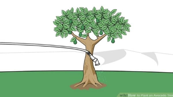 رسیدگی به درخت آووکادو‌
