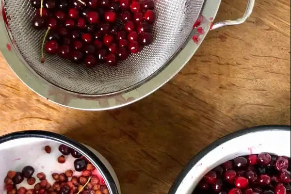 گرفتن هسته آلبالو برای تهیه مارمالاد آلبالو