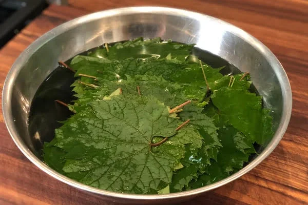 خیساندن برگ مو در آب برای تهیه دلمه برگ مو ترکیه ای