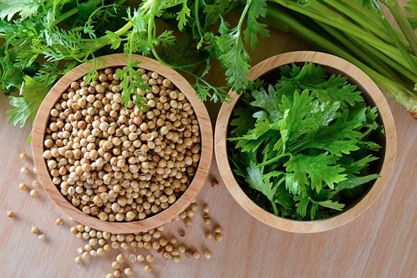تخم گشنیز