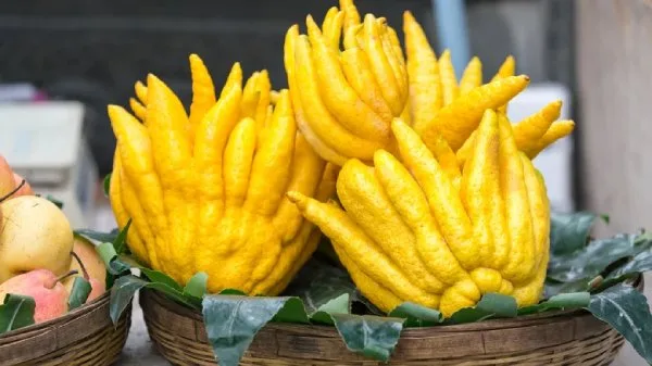 مرکبات و تاثیر آن‌ها بر سرطان