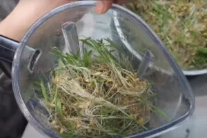 له کردن جوانه گندم