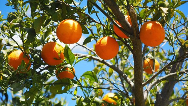 اثرات پرتقال‌ها بر کم‌خونی