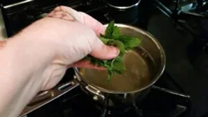 اضافه کردن نعناع برای تهیه سکنجبین با شکر