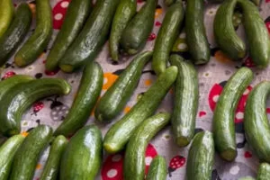 خشک کردن خیار برای تهیه خیارشور