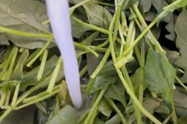 شستن اسفناج برای خورش آلو اسفناج مجلسی با مرغ