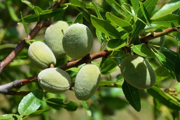 چغاله بادام سبز روی شاخه درخت