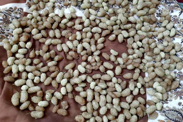 آماده‌سازی توت در تهیه سرکه توت سفید