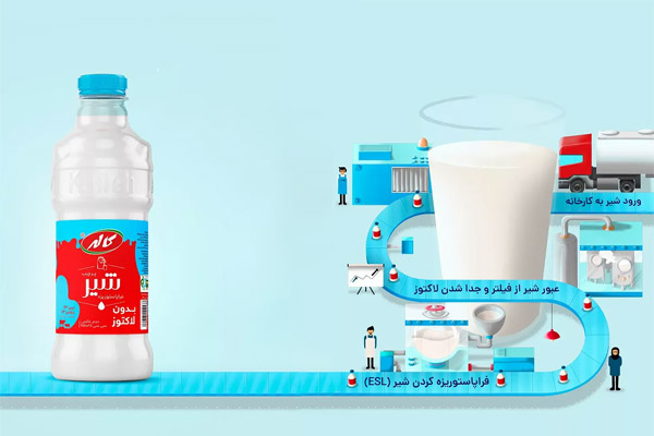 روند تولید شیر پرچرب بدون لاکتوز کاله در کارخانه