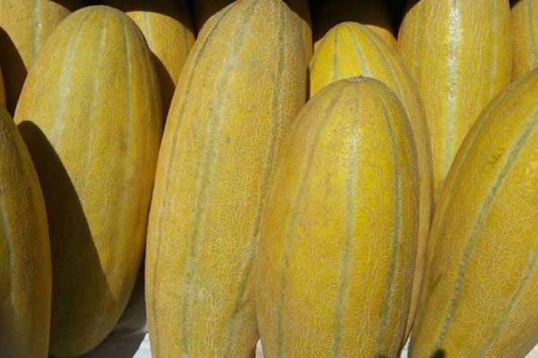 طبع خربزه در طب سنتی