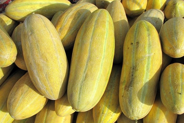 انواع خربزه در ایران