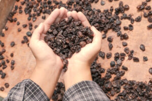 مویز تهیه شده در آفتاب