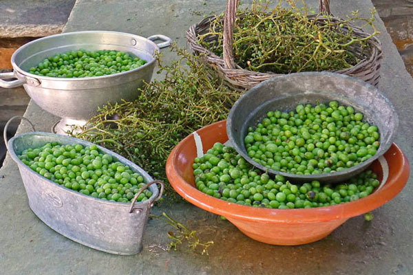 پاک کردن غوره برای تهیه آبغوره