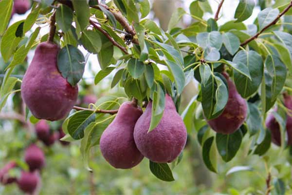 انواع گلابی؛ گلابی قرمز