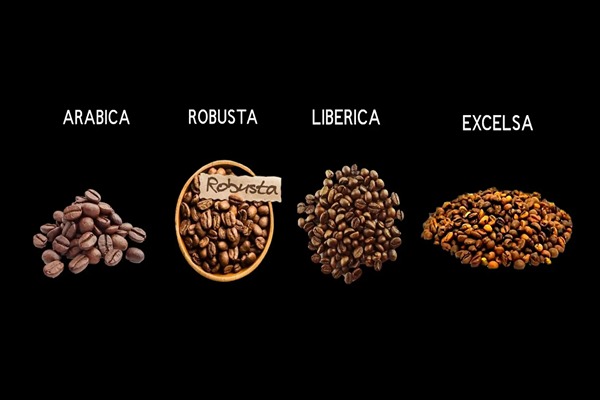 4 نوع اصلی دانه قهوه در دنیا