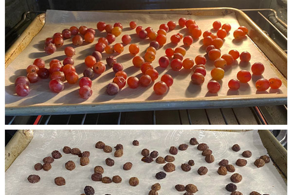 خشک کردن انگور برای تهیه کشمش در سینی فر