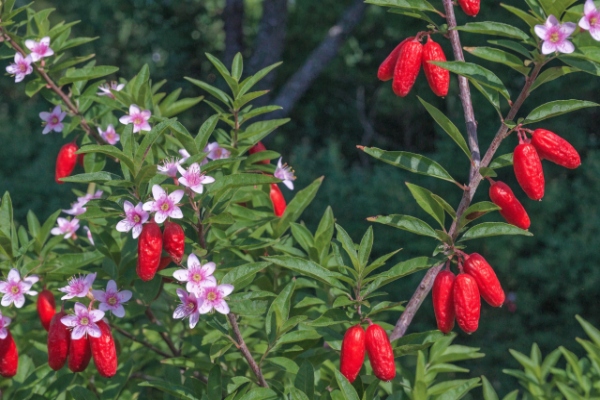 گیاه گوجی بری