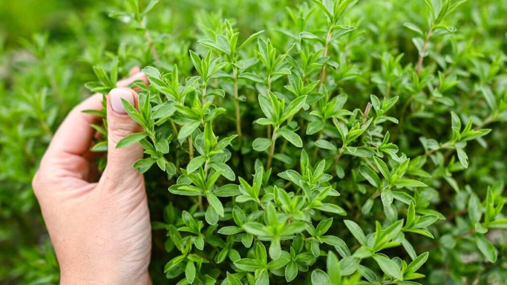 خواص آویشن که باید بشناسید