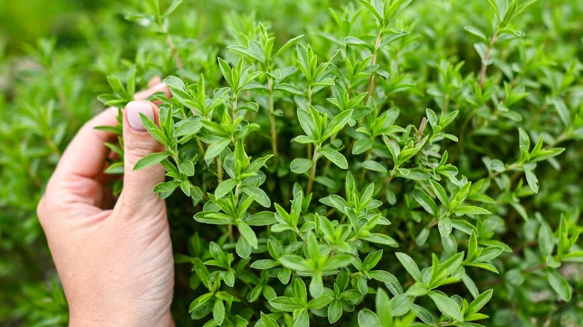 خواص آویشن که باید بشناسید