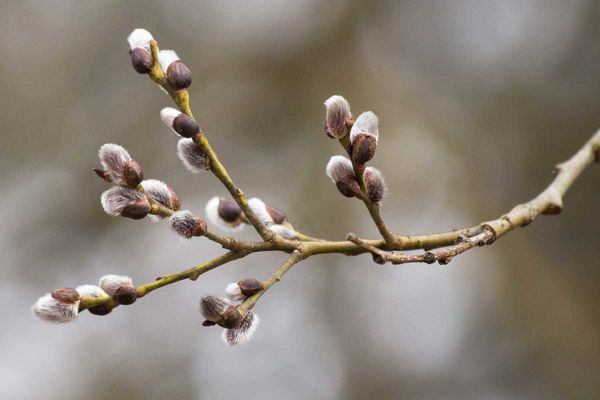 نحوه مصرف بیدمشک بسیار مهم است.