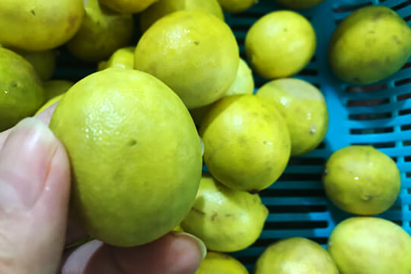 ایجاد سوراخهای ریز روی لیموترشها