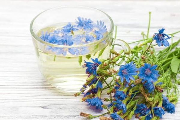 کاسنی عرق خنک برای تابستان