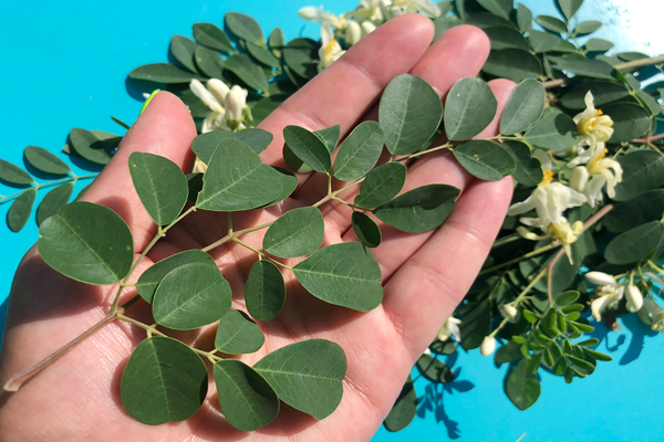 خواص مورینگا برای سلامتی