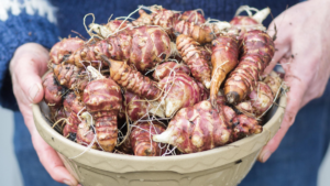 سیب زمینی ترشی چیست